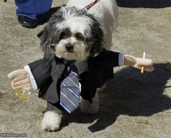 1336555952-my-boss-in-an-idiot.jpg
